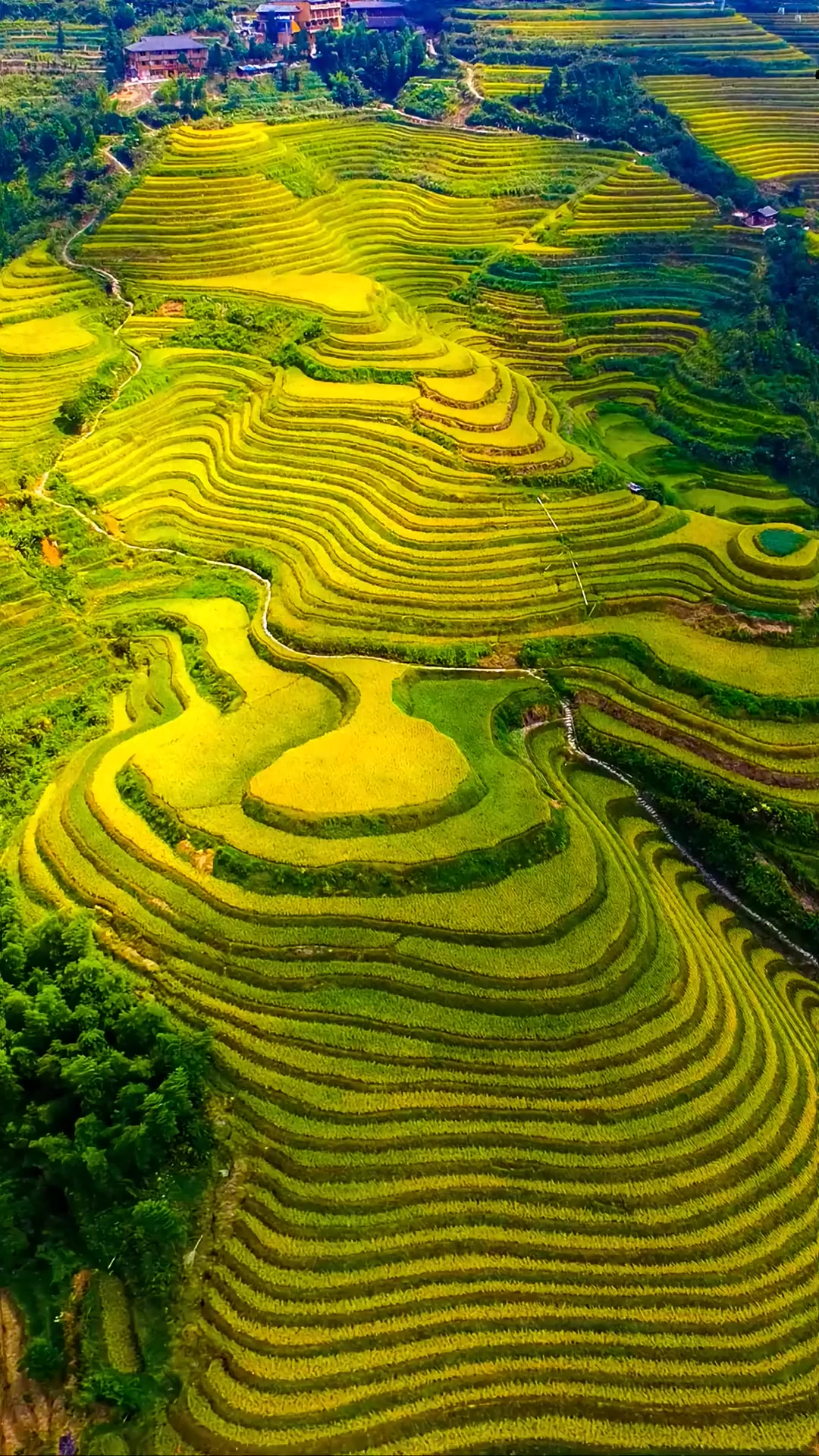 早秋旅游,广西龙脊梯田,世界梯田之冠,堪称世界梯田原乡,距今