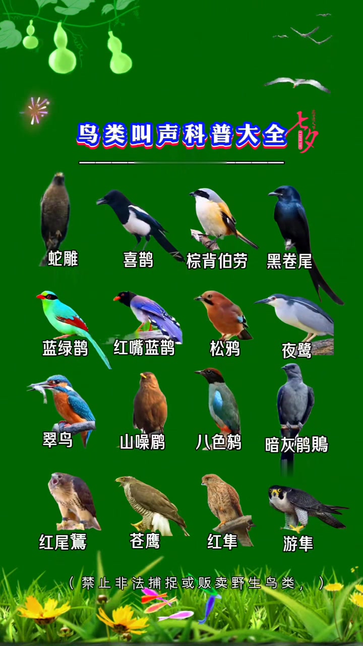 鸟类叫声科普大全