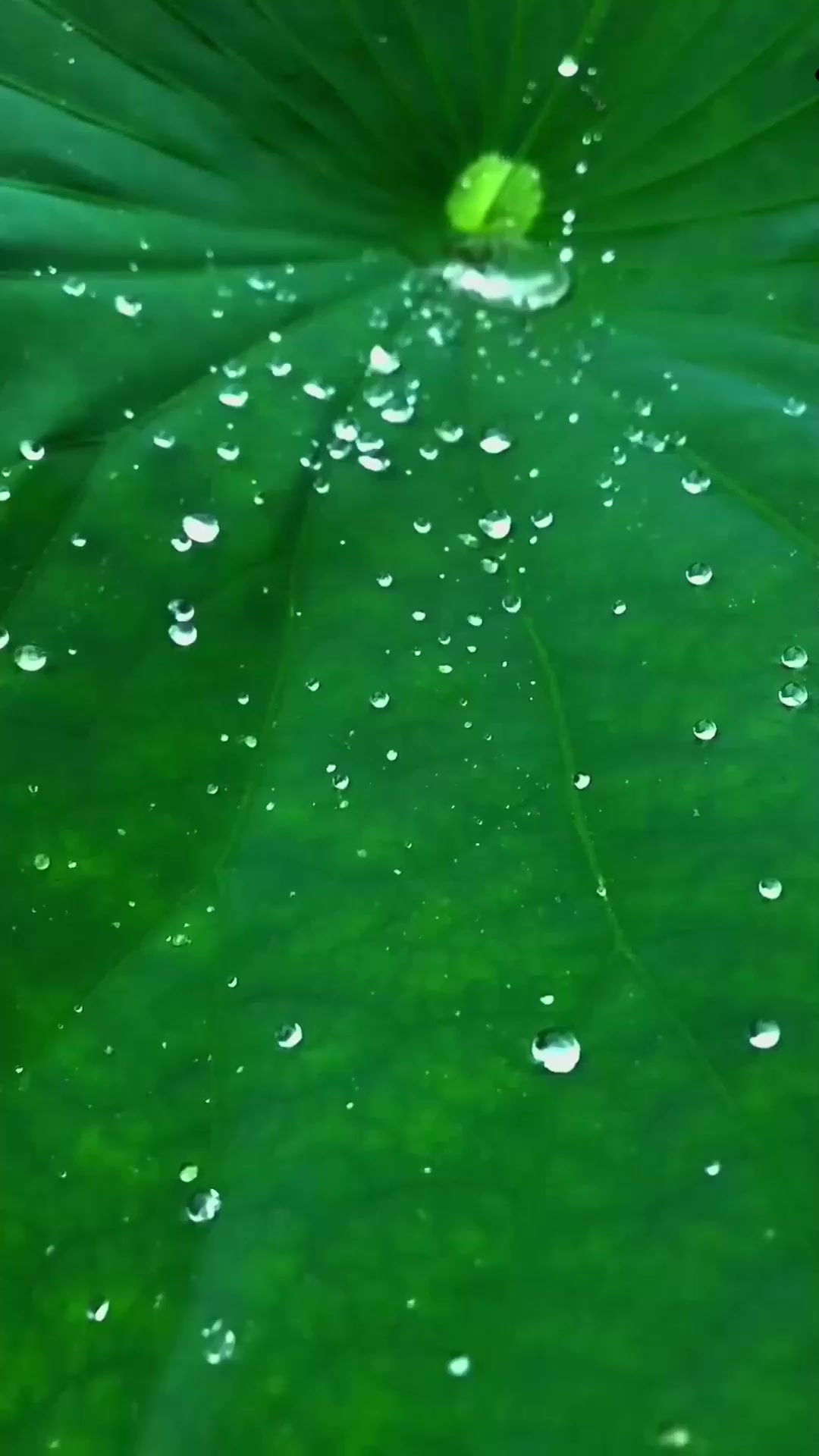 早秋旅游,愿你为生活落的每一滴泪,都能化作甘露滋润你那不屈的