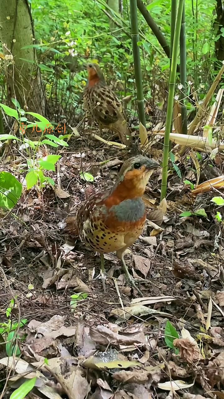 竹鸡对鸡原声公母合叫音媒鸟语文明拍摄观赏