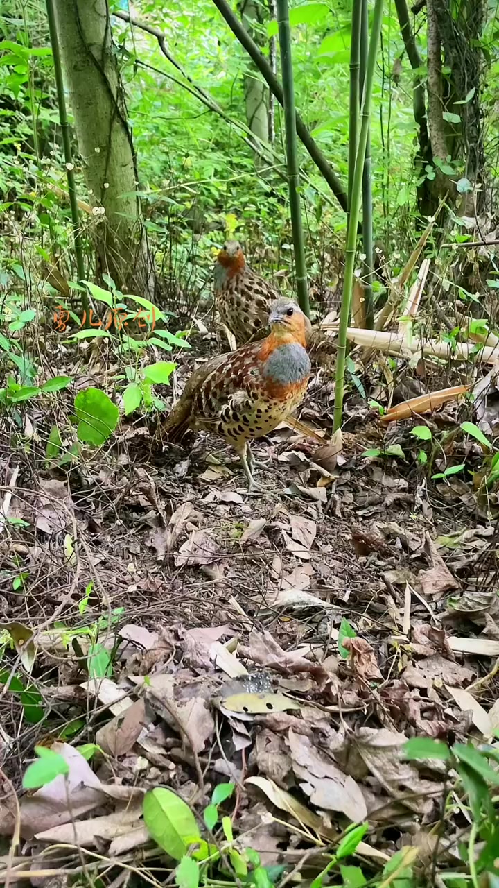 竹鸡对鸡冲媒公大叫公母合叫文明拍摄观赏不伤害