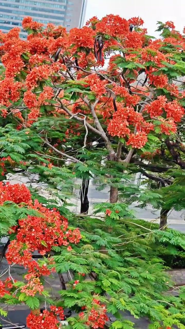 丹凤火红深圳凤凰花开了,现在花盛期,满树火红,简直美醉了