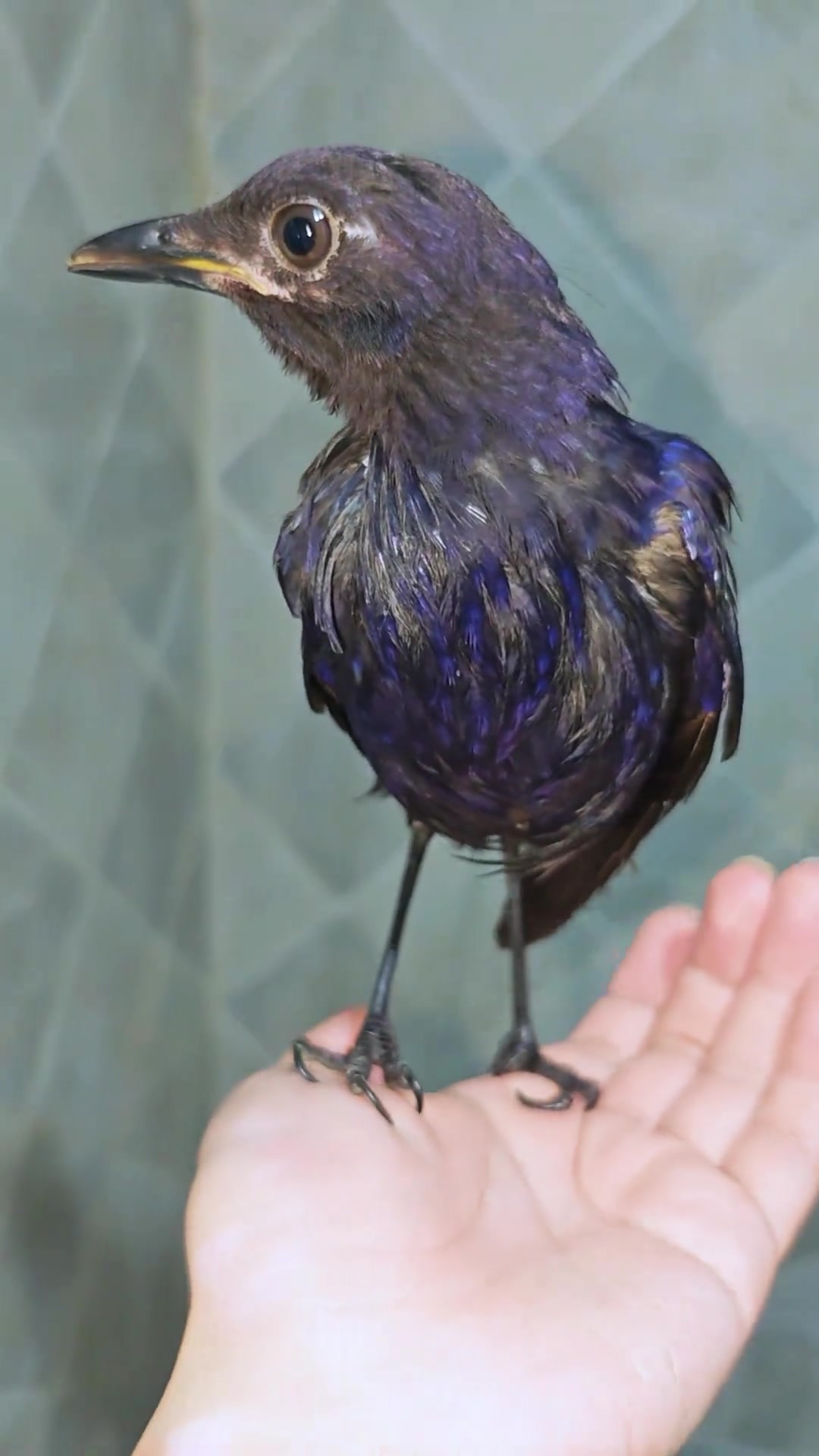 这只落巢受伤紫啸鸫雏鸟开始换小羽毛啦