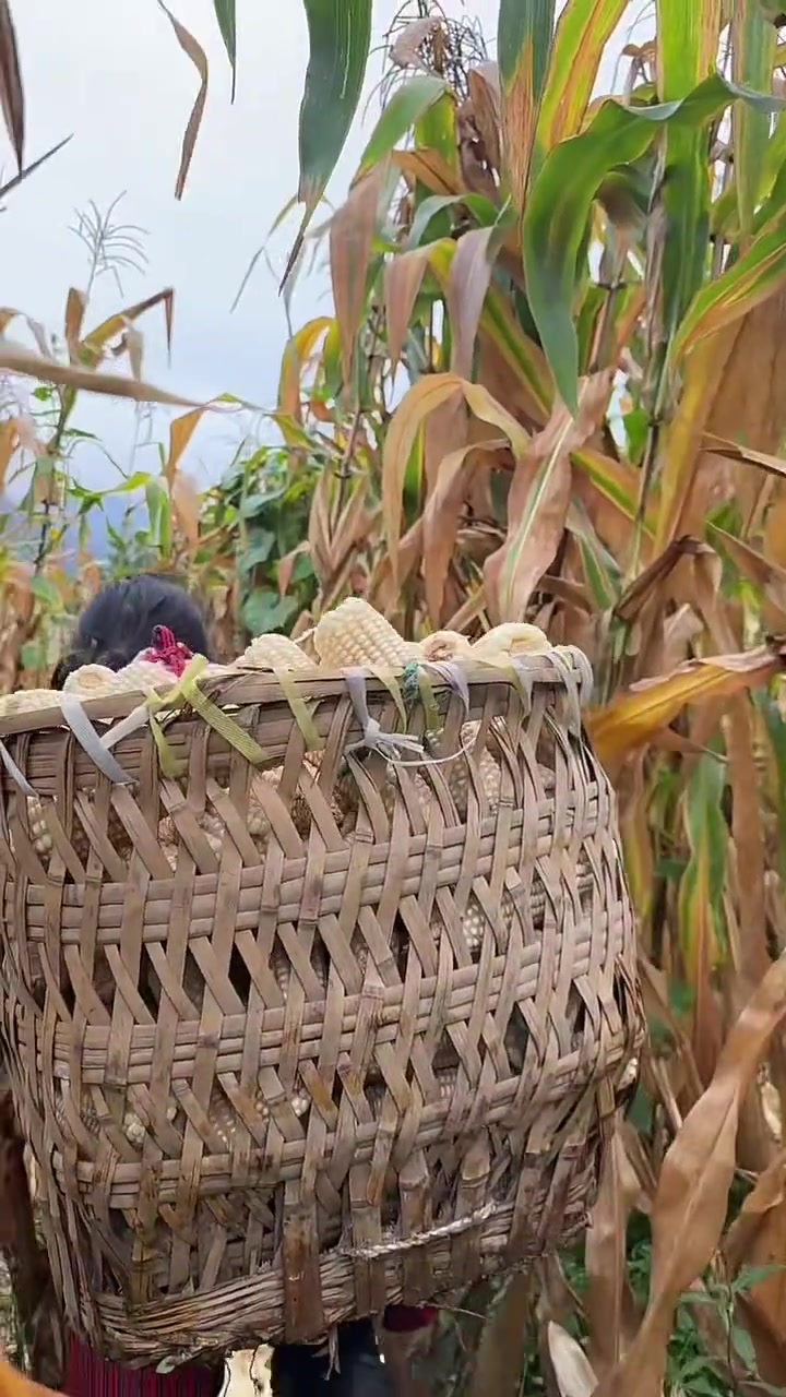 把小可爱放家放心,我背你一起去农村搬玉米