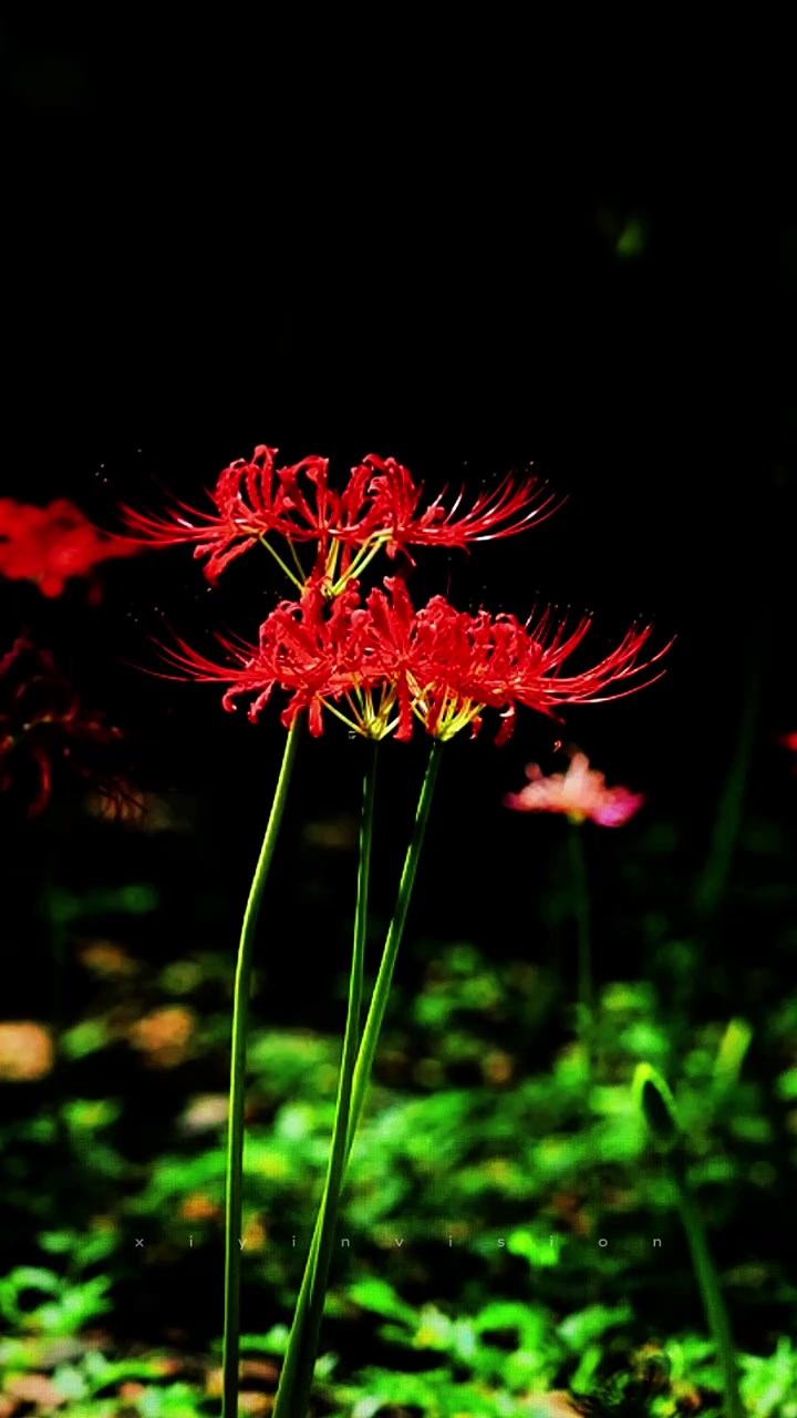 初识彼岸花,只看到了它的美艳,却没有读懂它的孤独与悲伤
