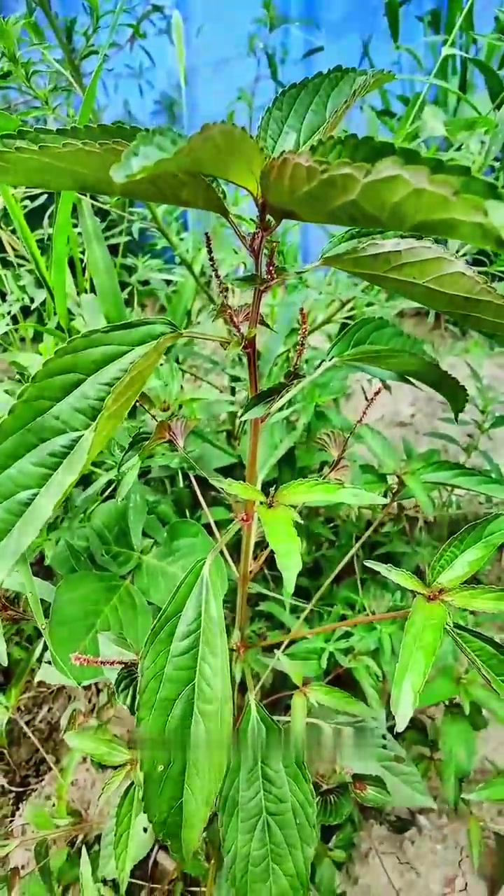 铁苋菜又名蚌壳草等,在农村随处可见,它可是野菜中的天花板