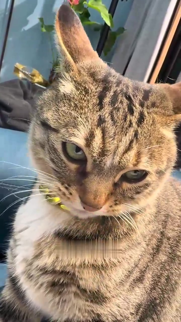 只有我家渣猫,一天到晚顶个飞机耳