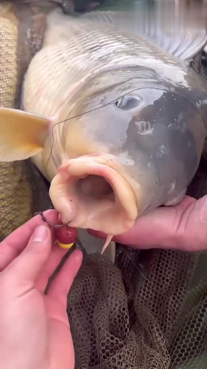 这鱼的嘴巴怎么这么邪恶?