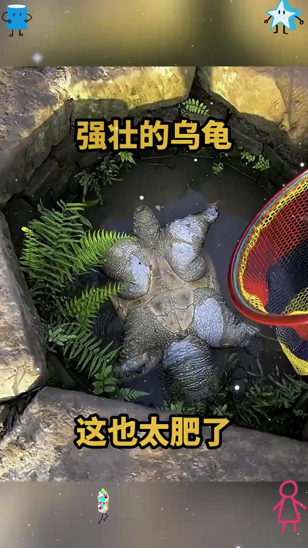 强壮的乌龟,这也太肥了!