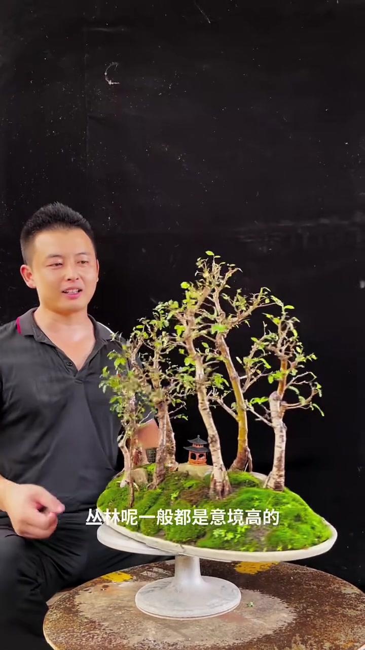 一盆组装丛林榆树水旱盆景喜欢吗?点个赞花落谁家