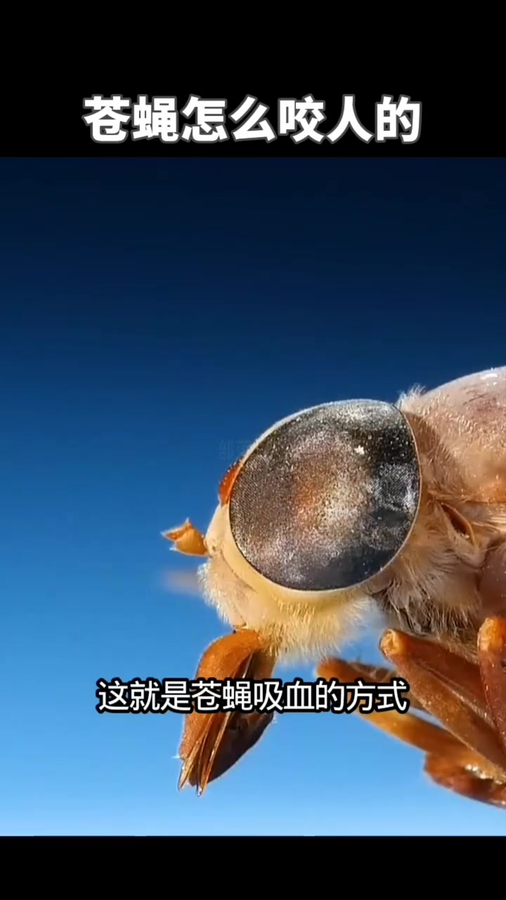 苍蝇是怎么咬人的?