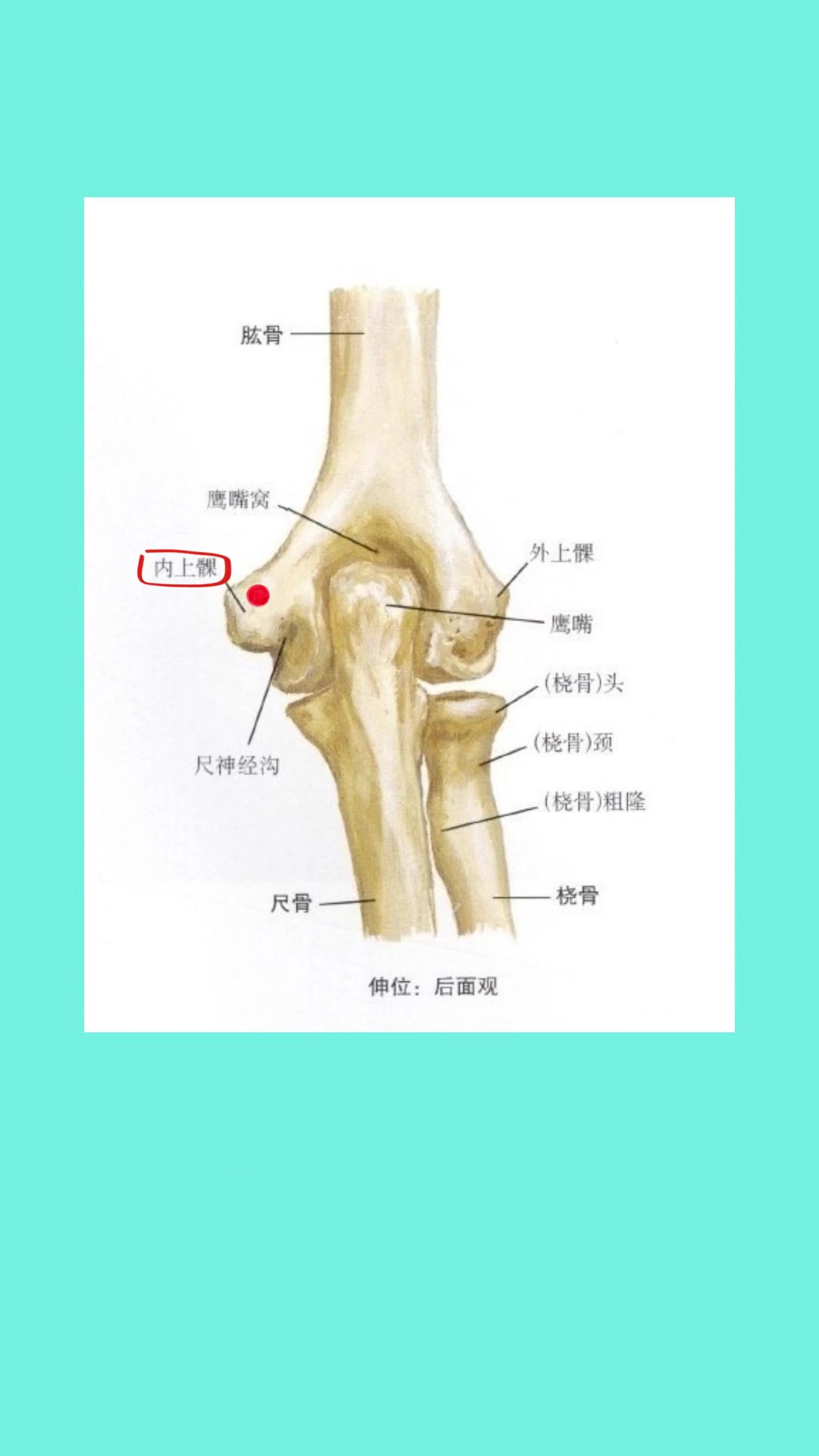 了解人体重要的肘后三角