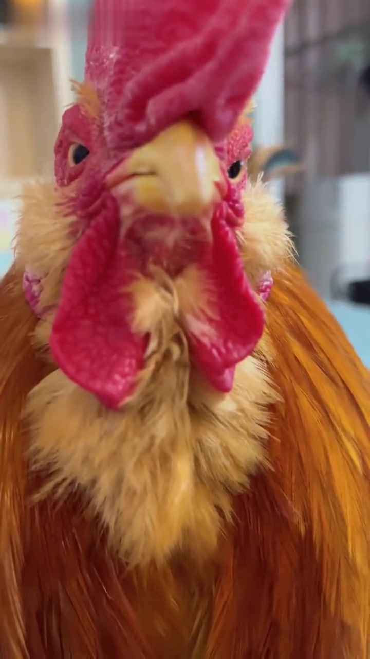 小鸡撅嘴,乖宝宝白天随叫随到,夜晚默默相伴