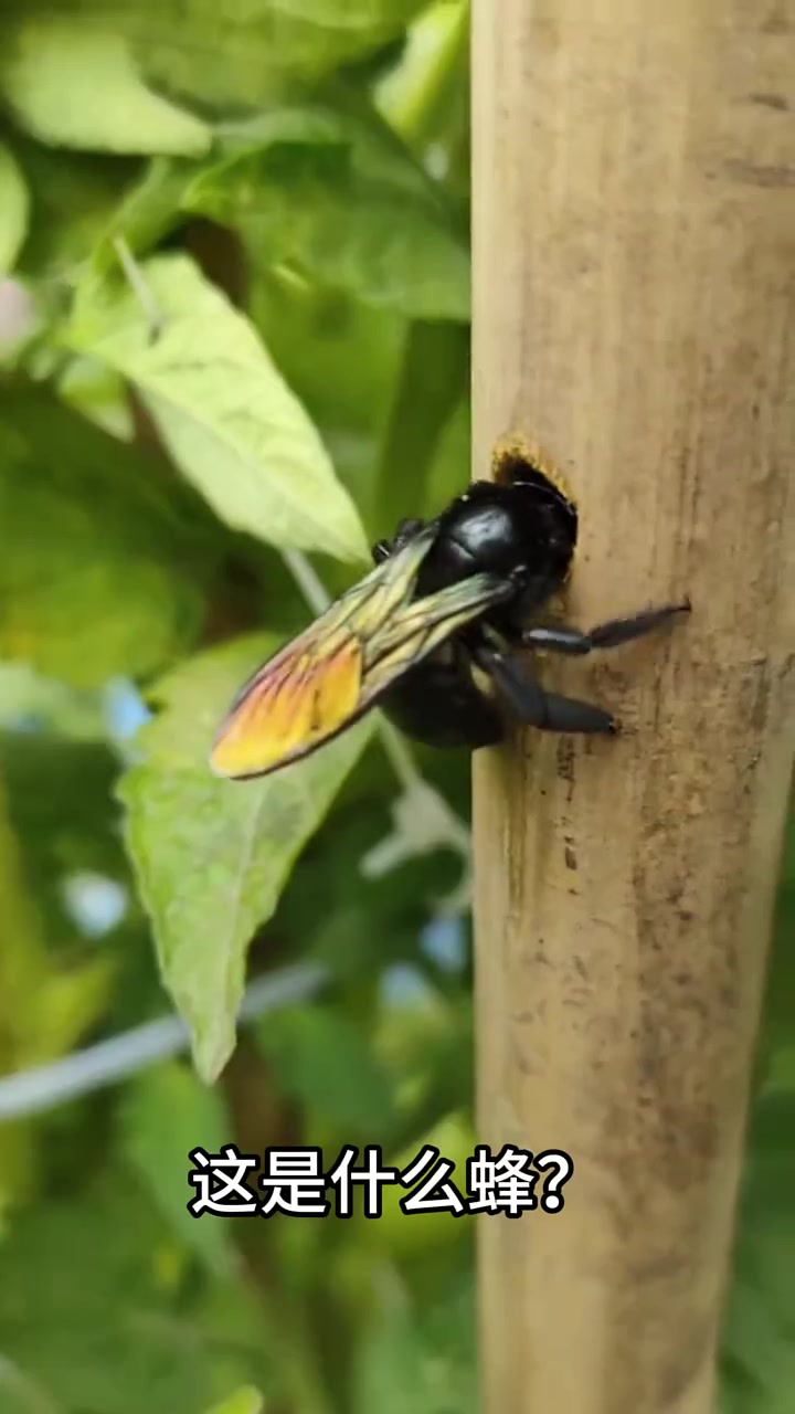科普十三种不同的蜜蜂,小心有毒
