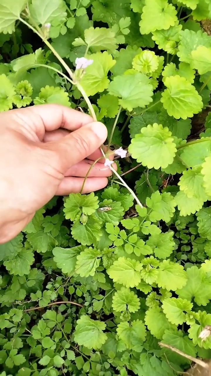 活血丹又叫遍地香,铜钱草,连钱草