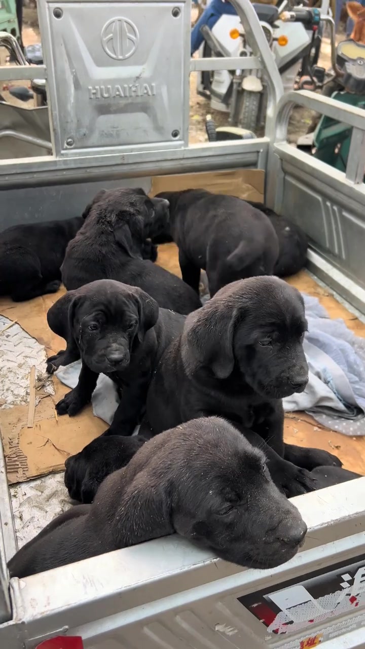 可爱活泼的卡斯罗幼犬!