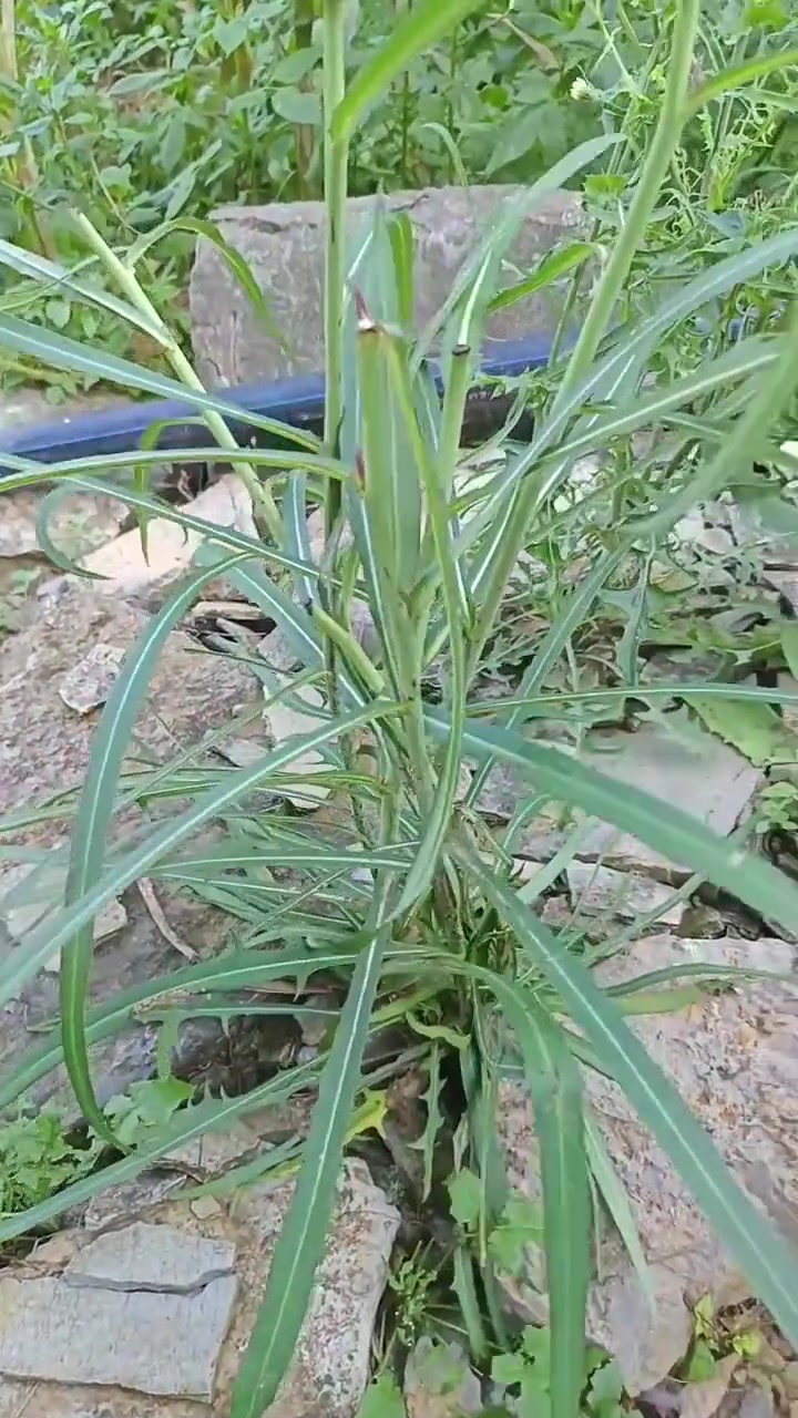 在贵州就是好,这个野菜叫剪刀菜可以炒着吃,凉拌吃都好吃,野菜的美味