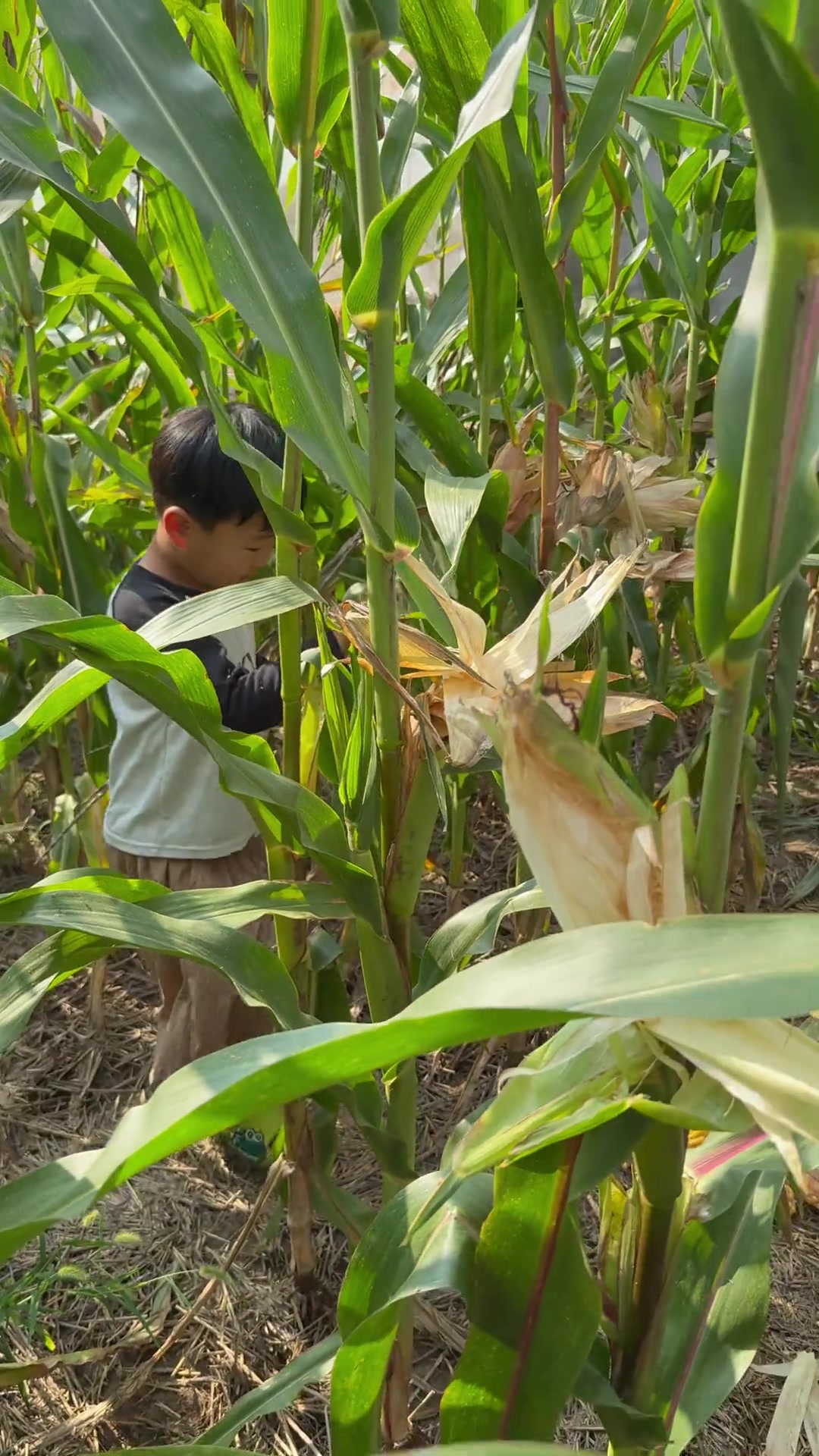 今日回老家掰玉米,婆婆安排活,西华帮爷爷,婆婆助姥姥