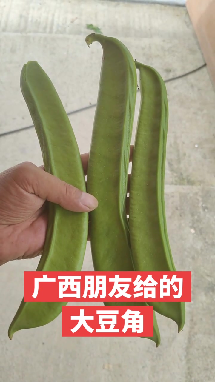 广西朋友给的大豆角!