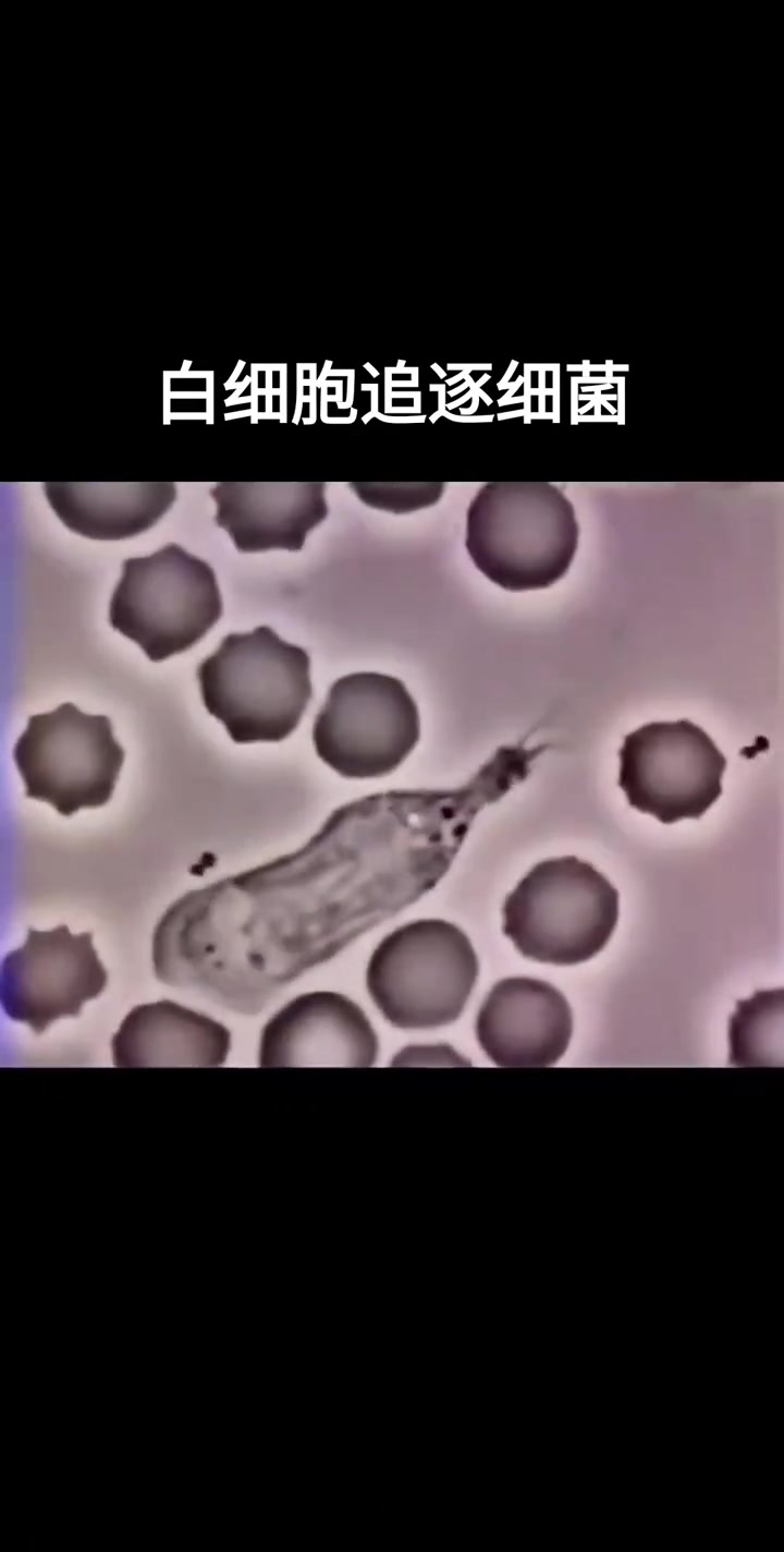 通过显微镜拍摄到的人类白细胞追逐细菌的迷人镜头