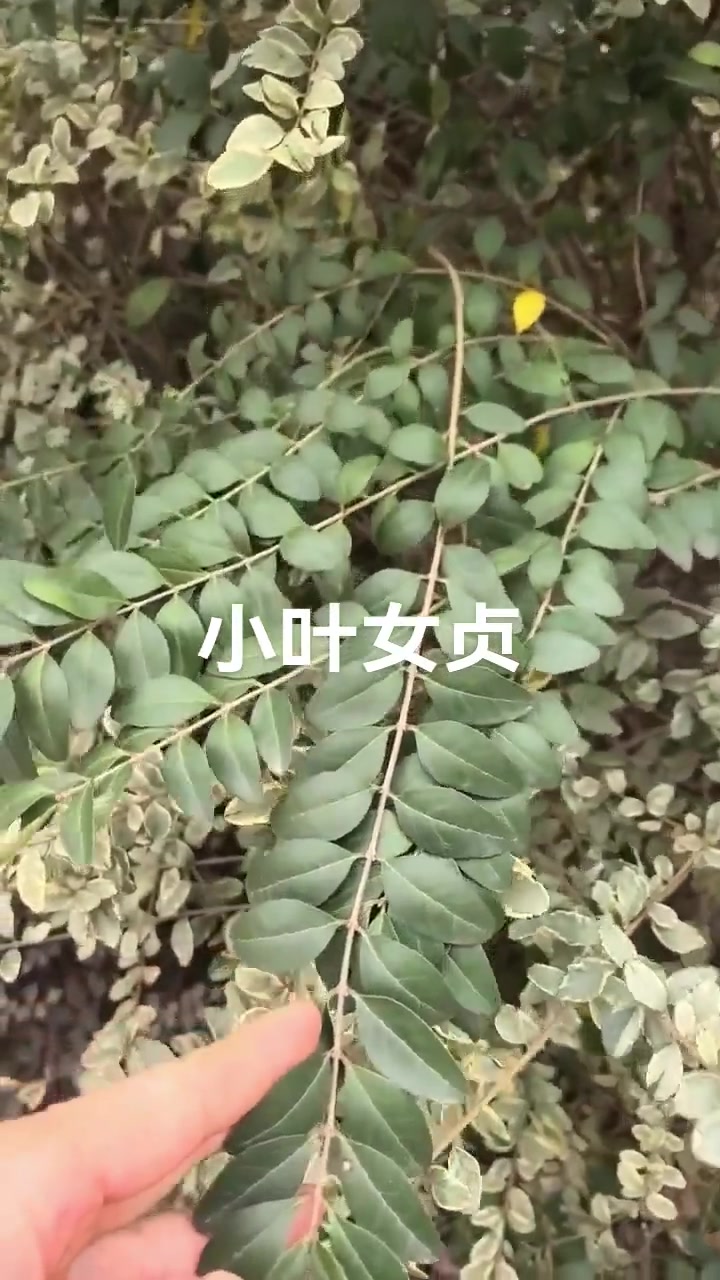 小叶女贞,别名冬青树,不知道你的家乡有没有这个植物,有什么作用大家