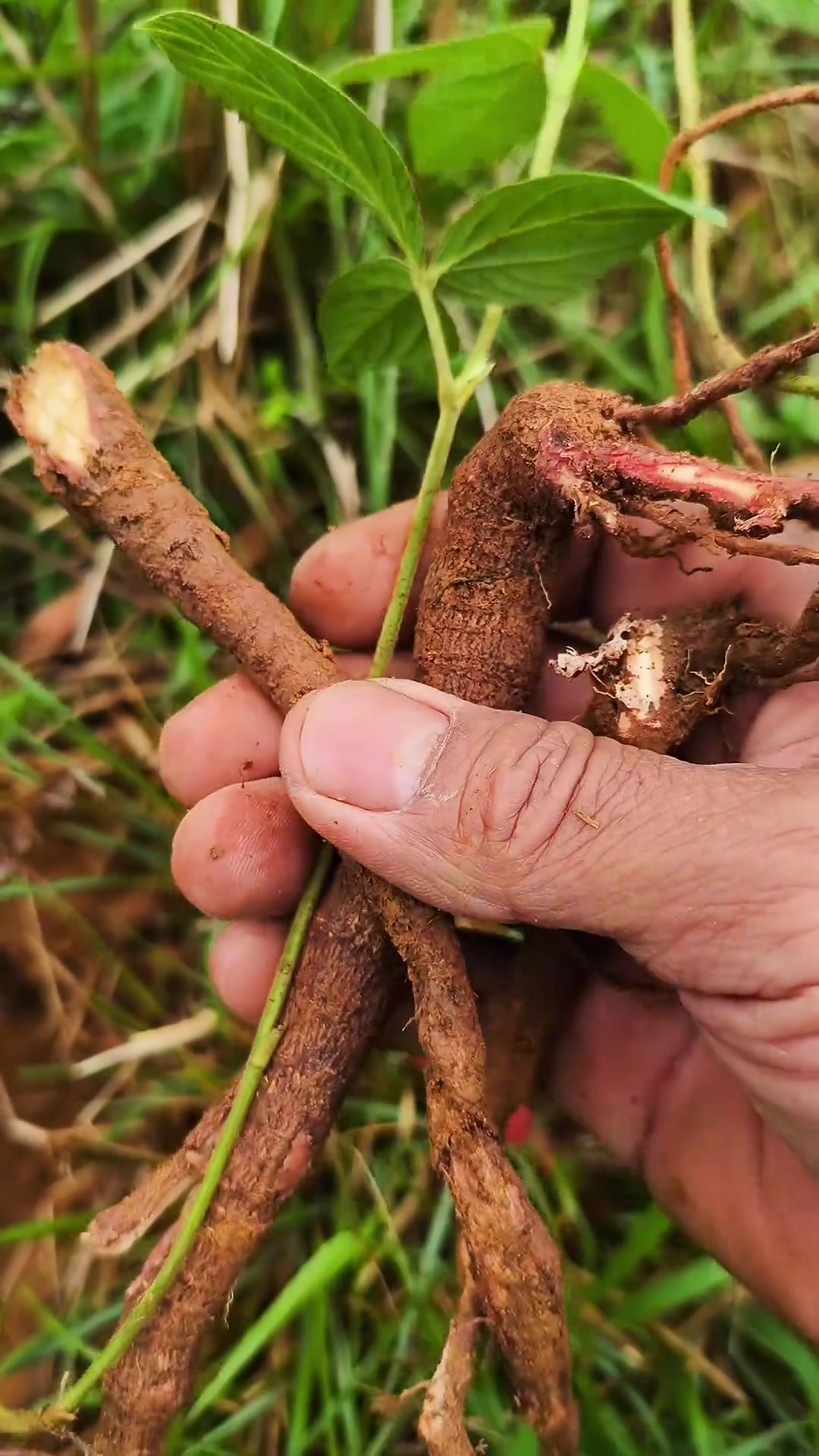 千斤拔,别名一条根,老鼠尾,吊马桩