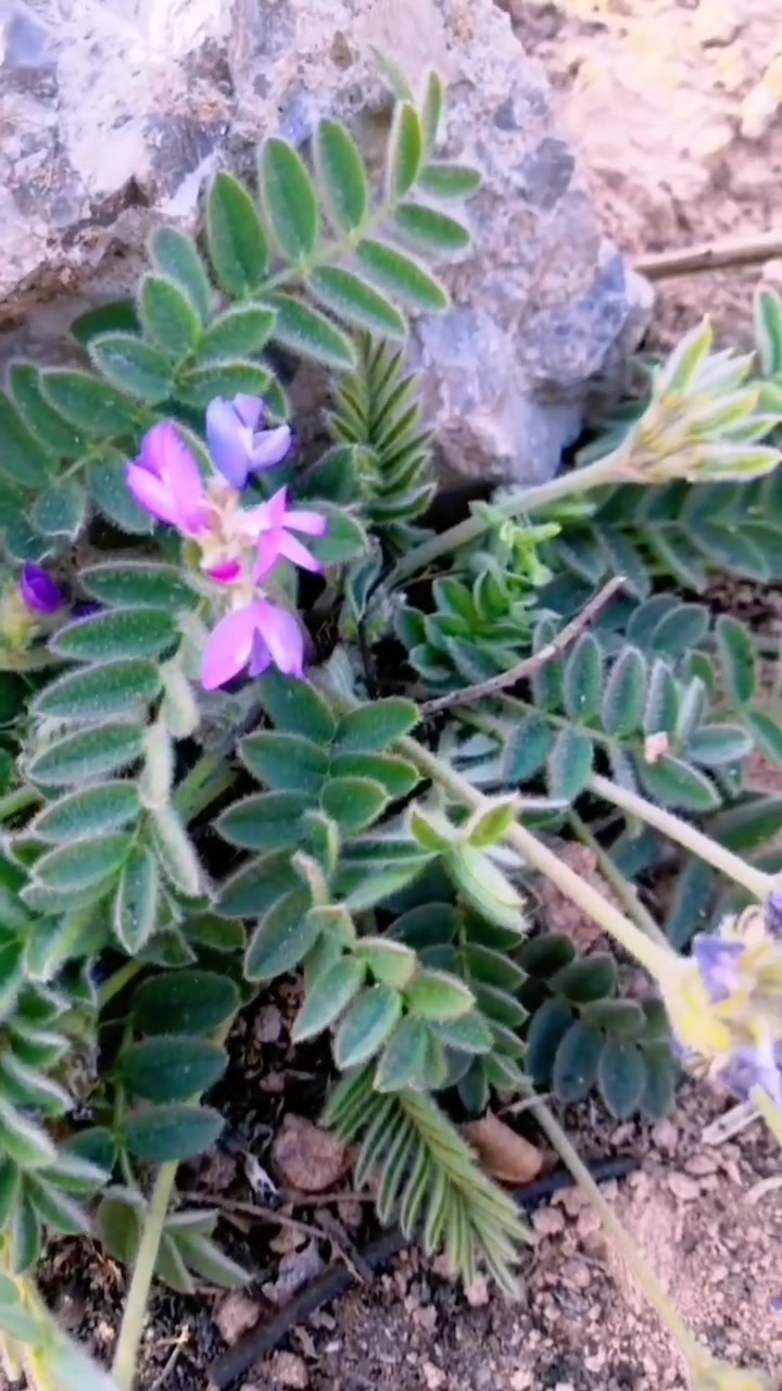 甜地丁(又名米口袋,豆科,米口袋属),其根如钉,味甜,故名,全草入药