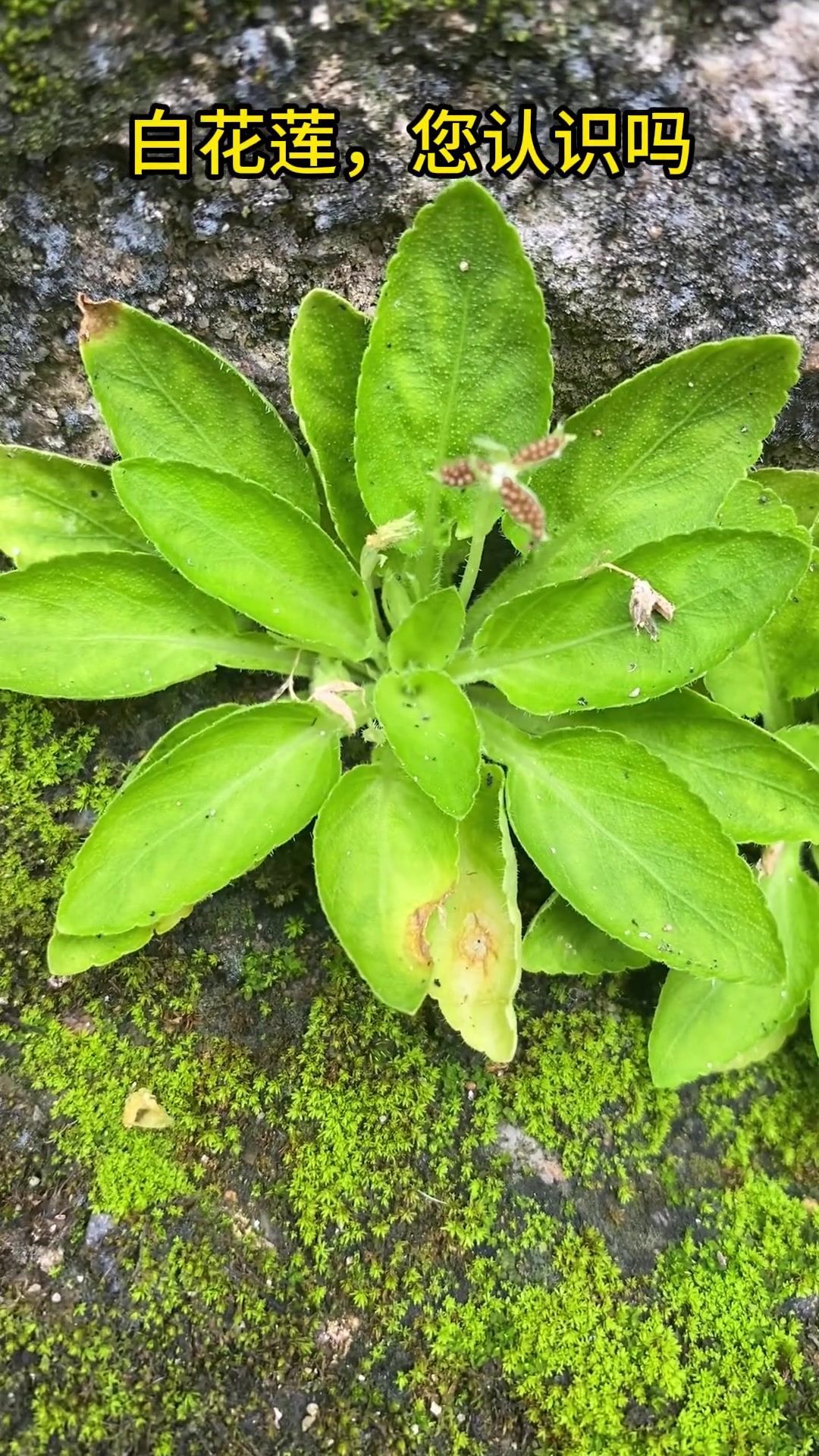 白花莲,您认识吗?