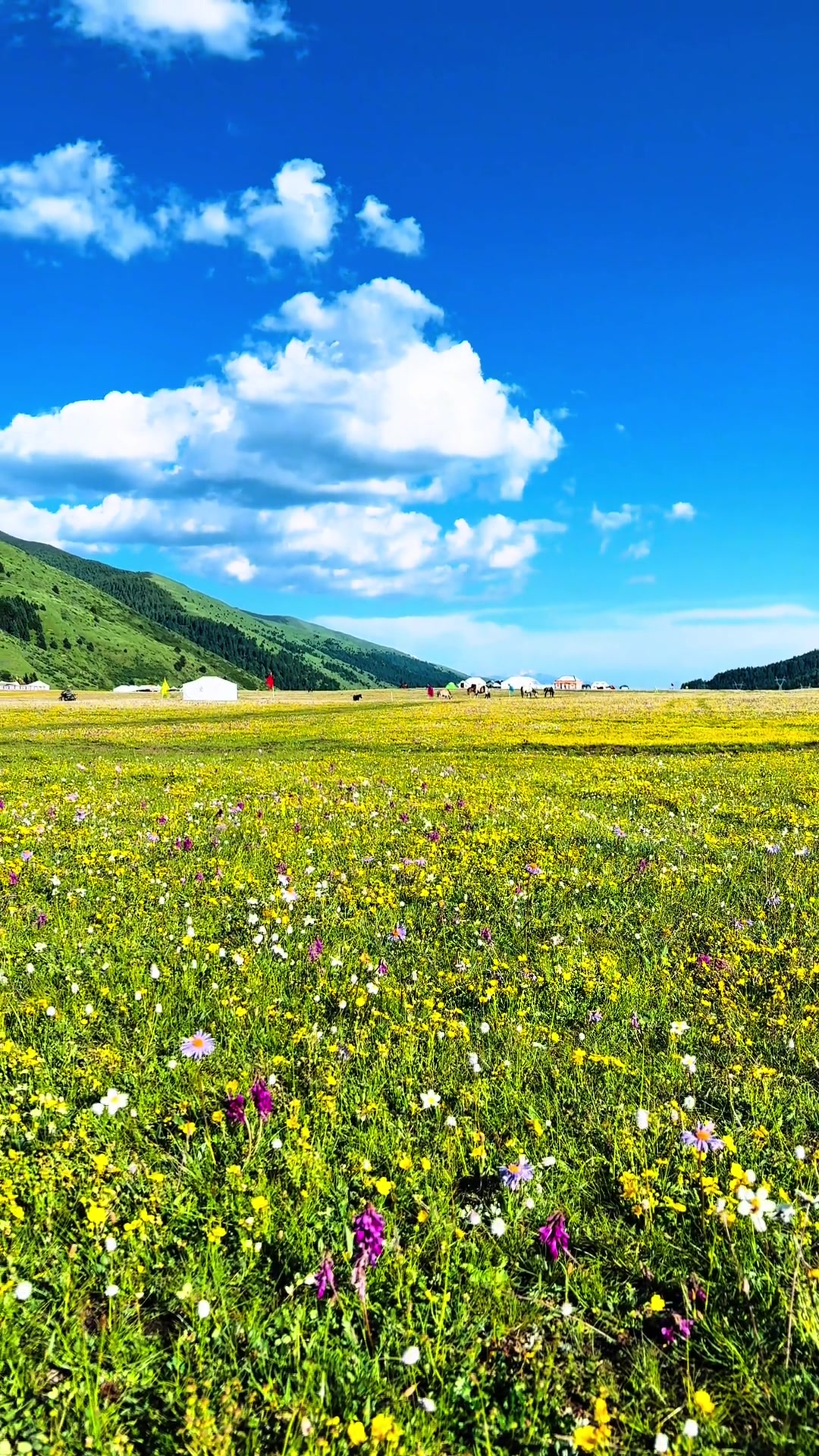草原的风景真的很好看