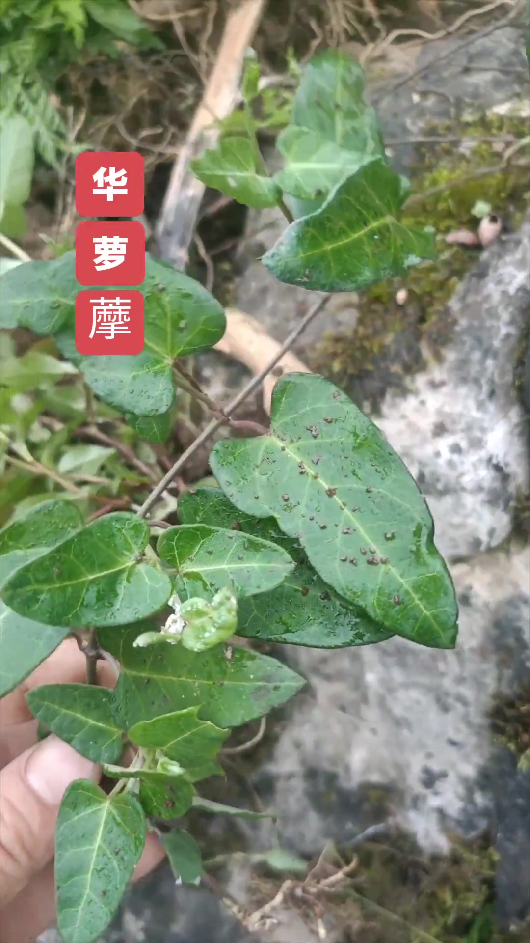 你认识滑螺膜吗?它还有个名字叫奶浆藤!