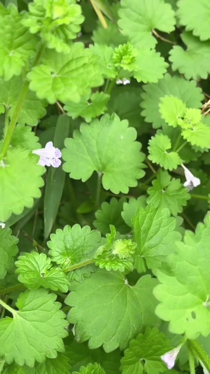 连钱草又称透骨消,学名活血丹