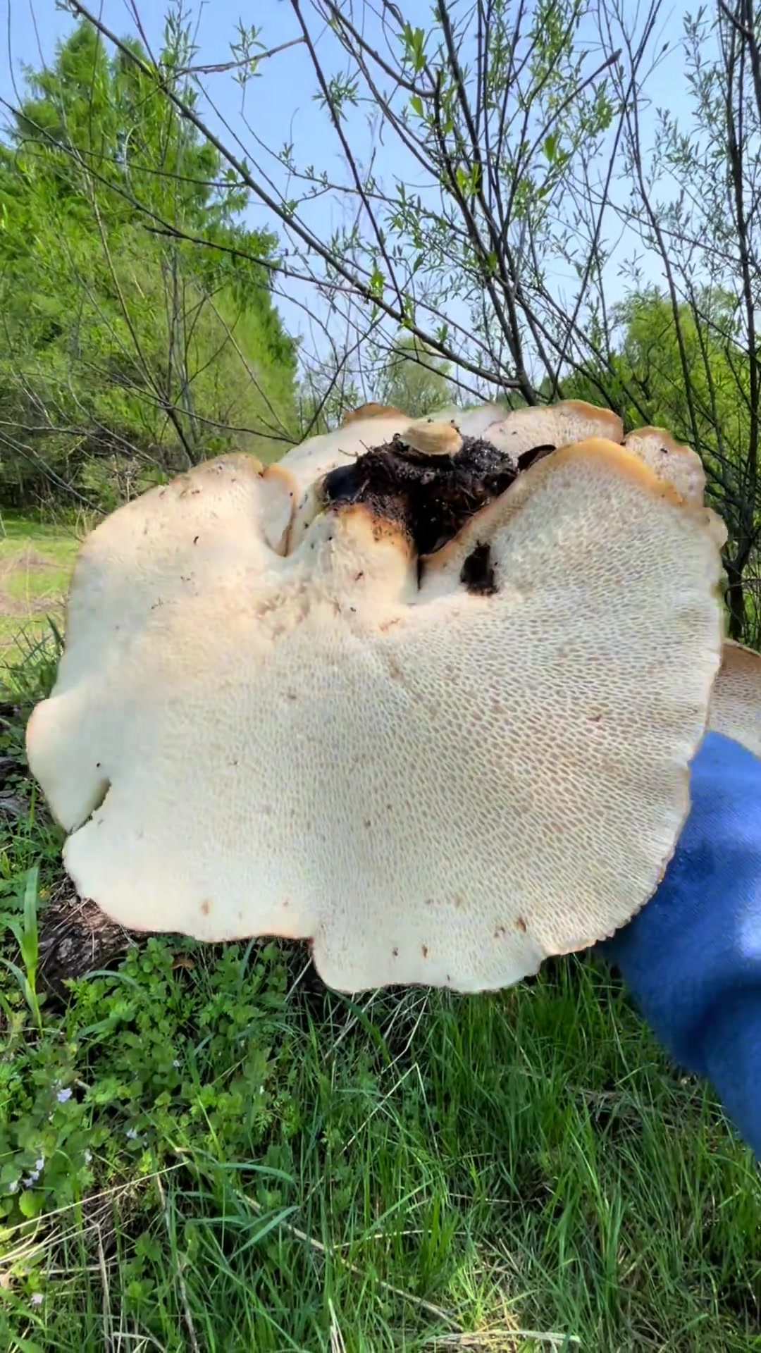 宽鳞角孔菌,宽鳞大孔菌,树基子.常见,却不知道是什么,能不能吃?