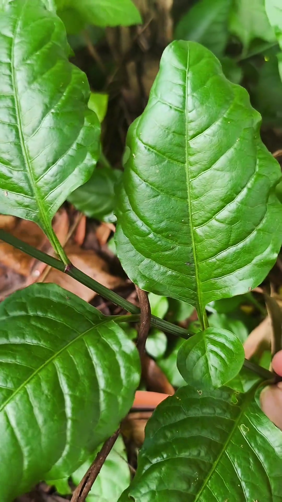 白花丹,别名一见消,猛老虎,白雪花,老人称它为癣草,你见过吗