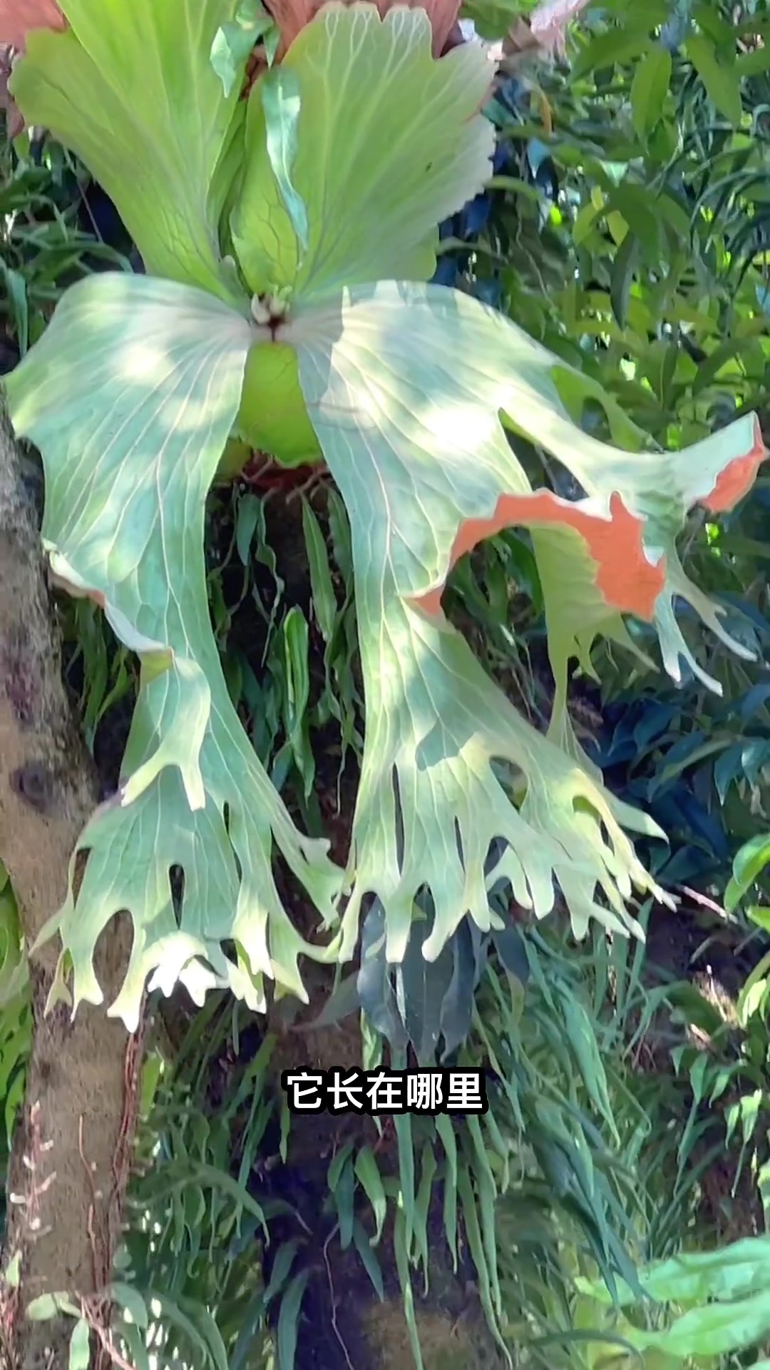 瓦氏鹿角蕨,蝴蝶鹿角蕨.带你们看不一样的云南"绿化带"