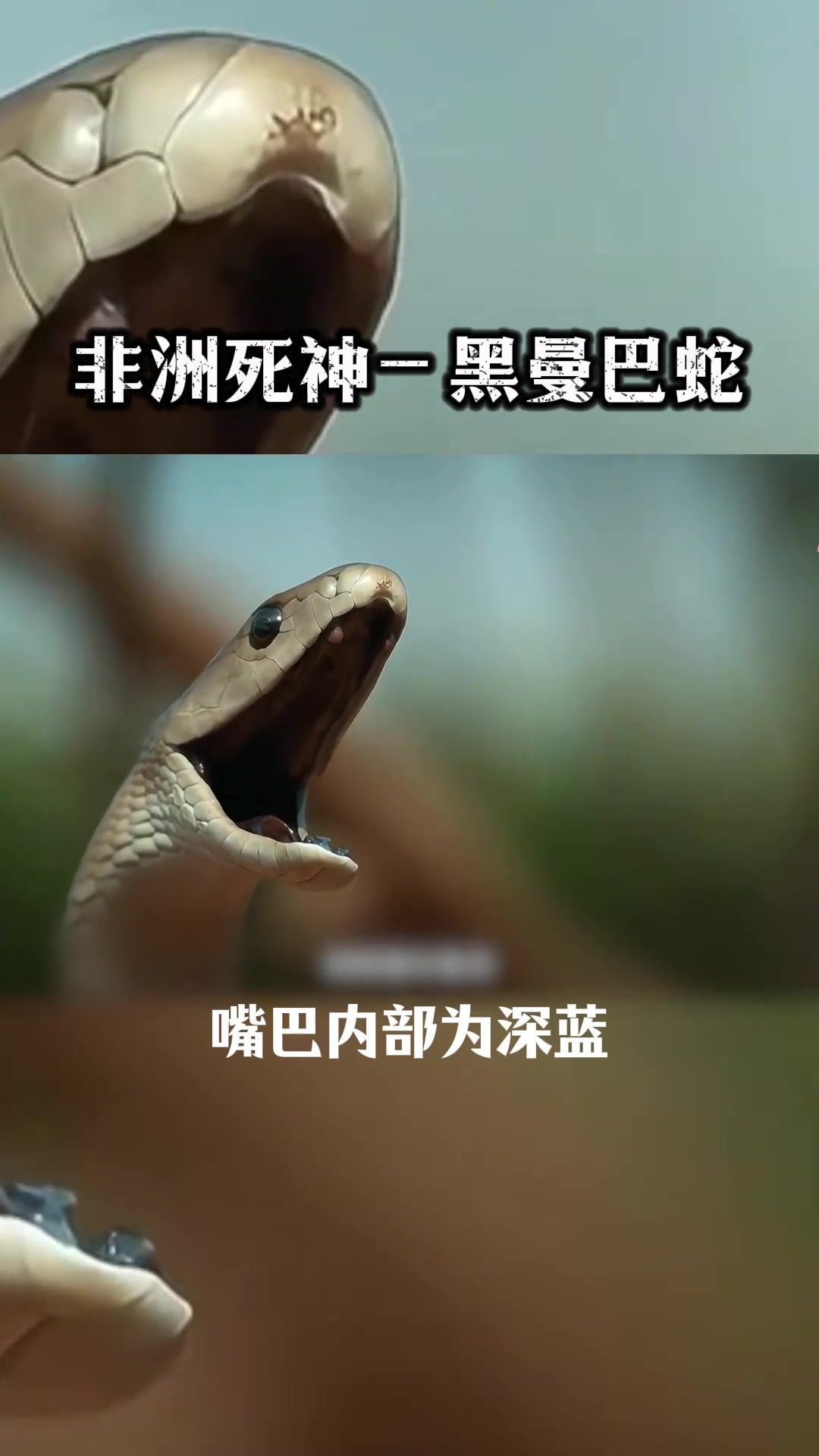 非洲剧毒蛇