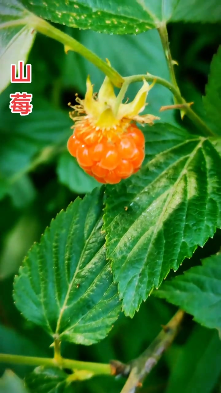 山莓是蔷薇科悬钩子属的直立灌木,别名树莓,高脚波,刺葫芦等