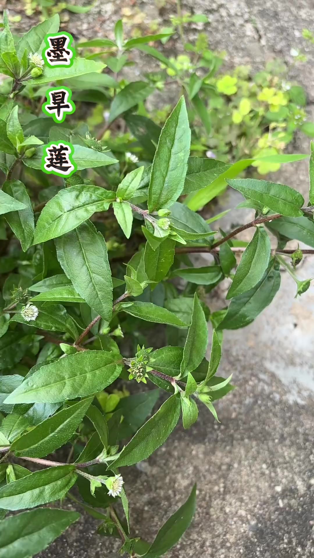 "夏至墨旱莲,冬至女贞子",你的家乡见过这种折断根茎流出黑色汁液的
