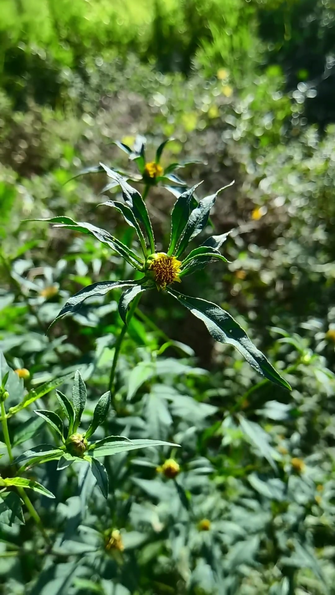 狼耙草,别名针包草,引线包,鬼叉,夜叉头,菊科鬼针草属,一年生草本植物
