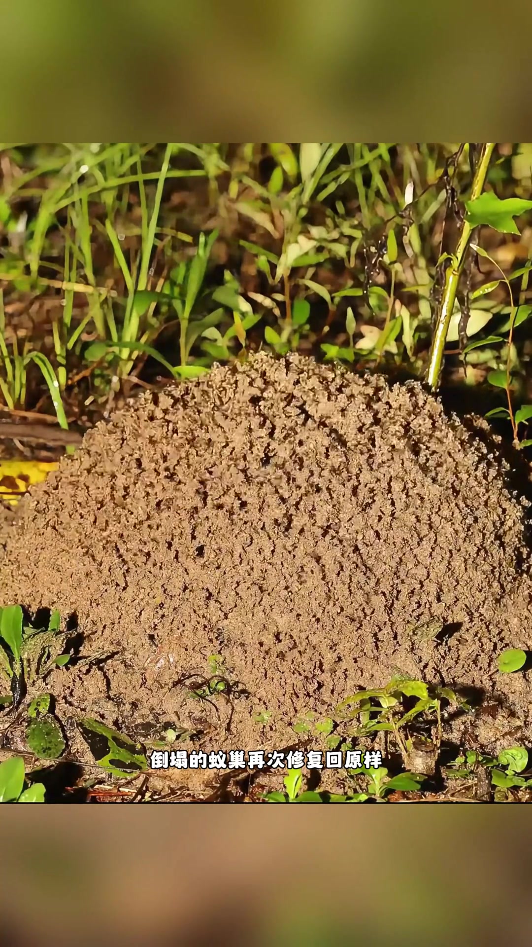当红火蚁蚁巢被倾盆大雨摧毁后,它们多久能修复完成呢?