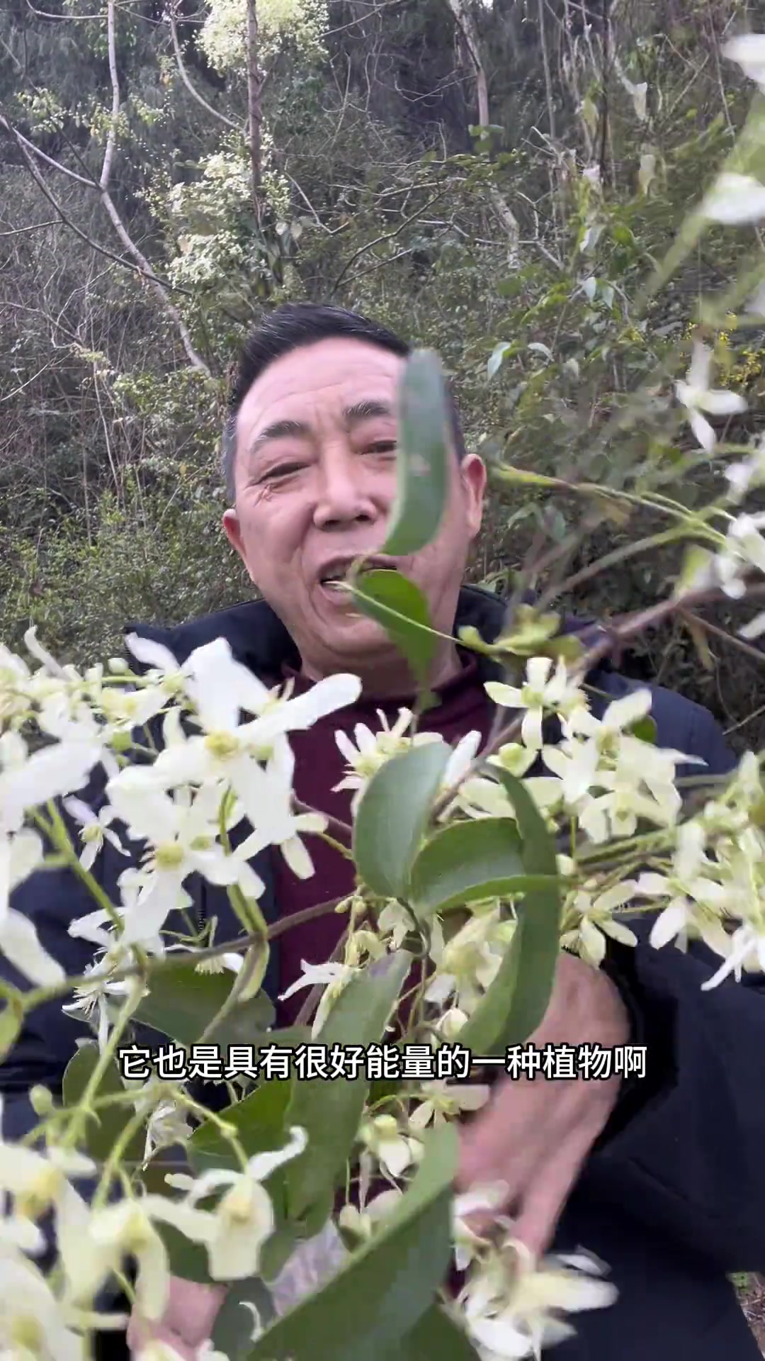 小木通,一种能量很高的植物