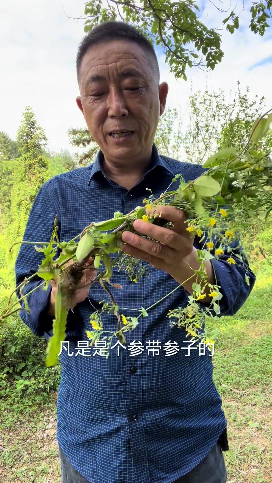 尖裂假还阳参,一种能量很高的植物