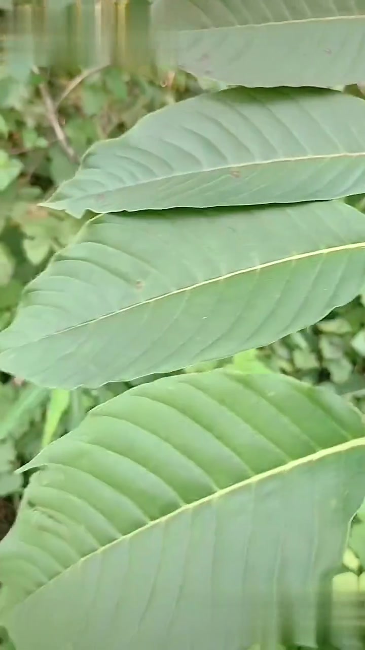 这种树曾经是国家保护的野生植物,它的正式名叫喜树,民间一般叫它千丈