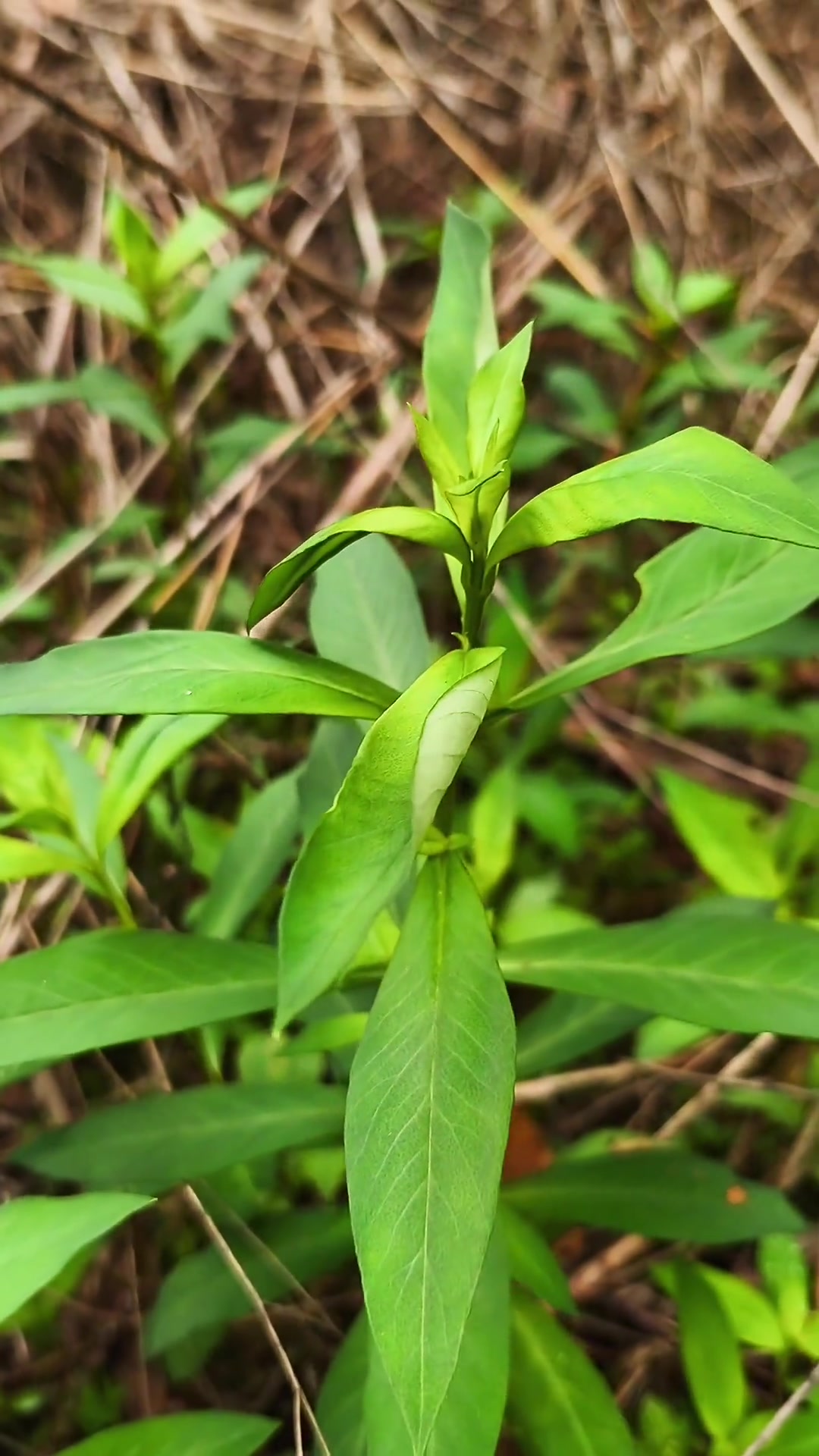 大叶田基黄,别名星宿菜,红根草,泥鳅草,你认识吗