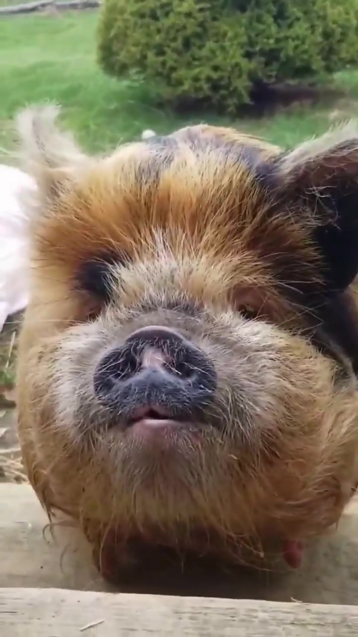 有黑,白,酱红或黑白花等色