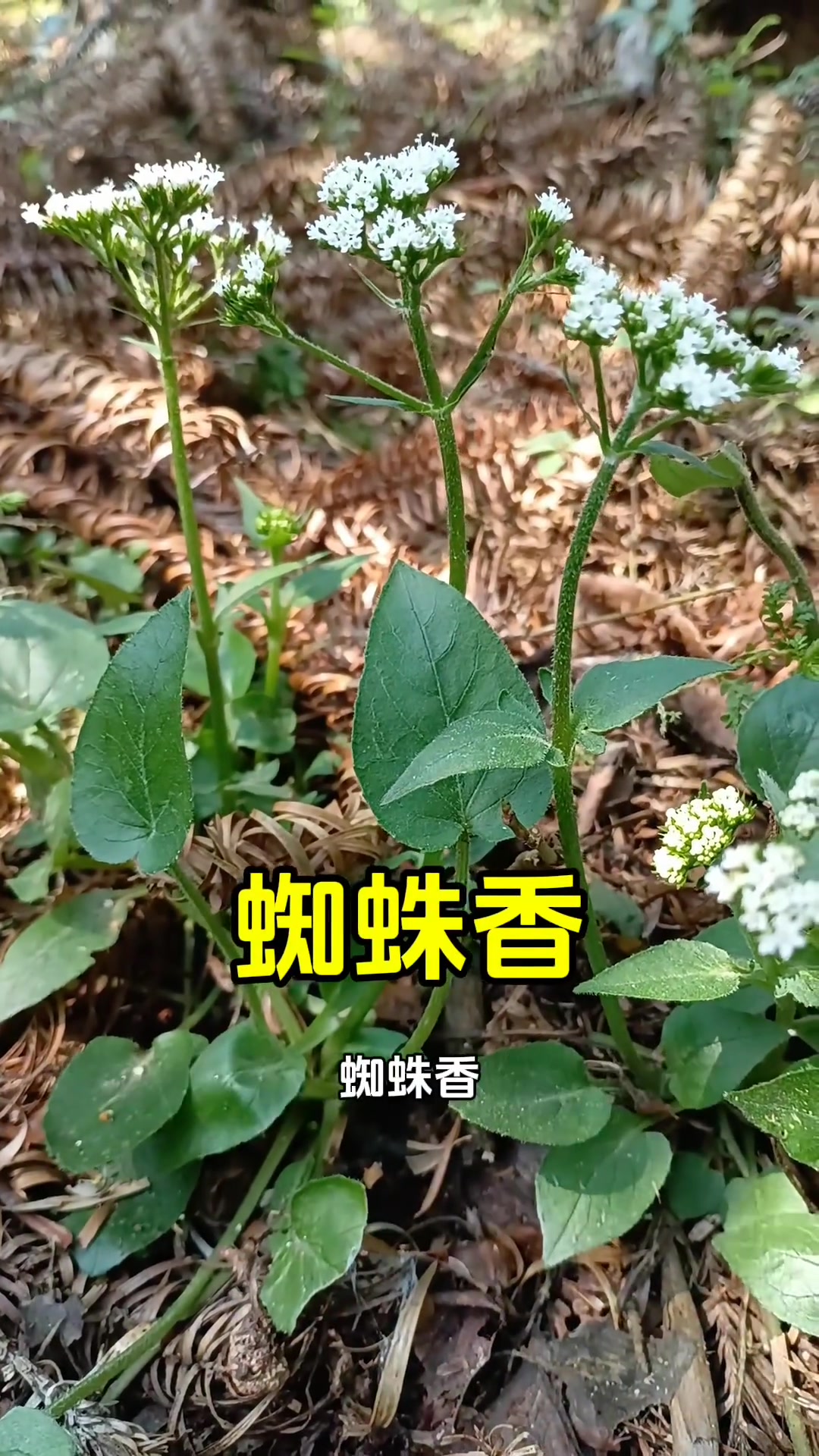 这可是藏在深山老林的珍稀植物蜘蛛香,因其主根粗状上面布满须根,酷似