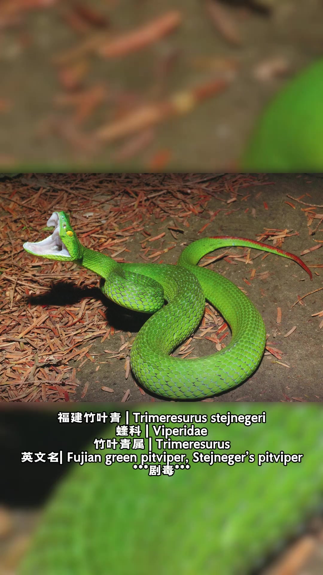 福建竹叶青,常见靓蛇蛇