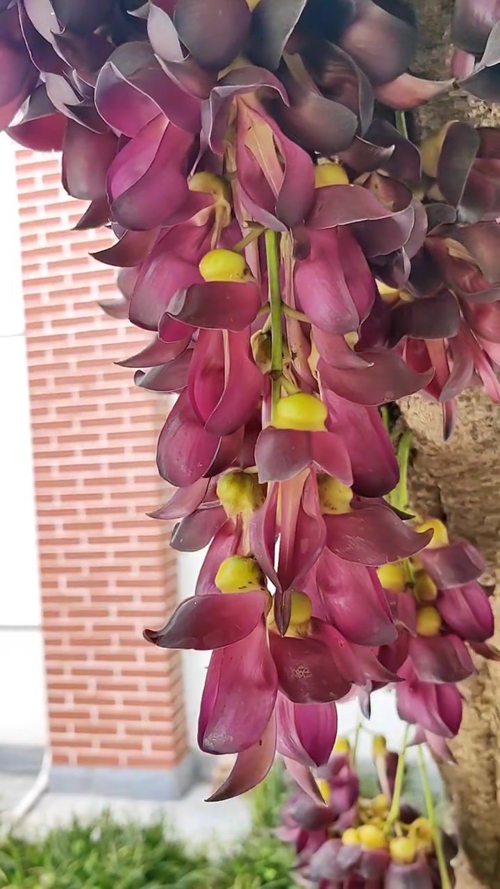 别名:禾雀花,过山龙,常春油麻藤,绵麻藤,老鸦藤,牛马藤