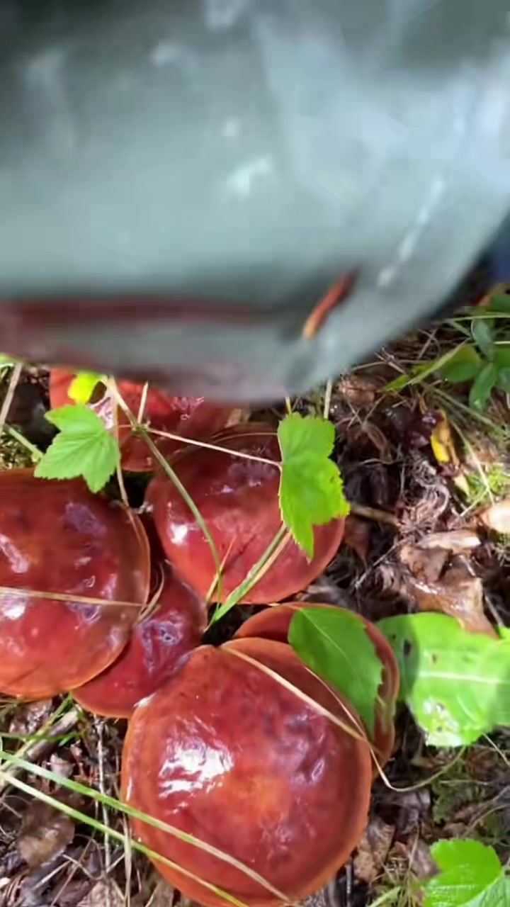 超级可爱的粘团子蘑菇!