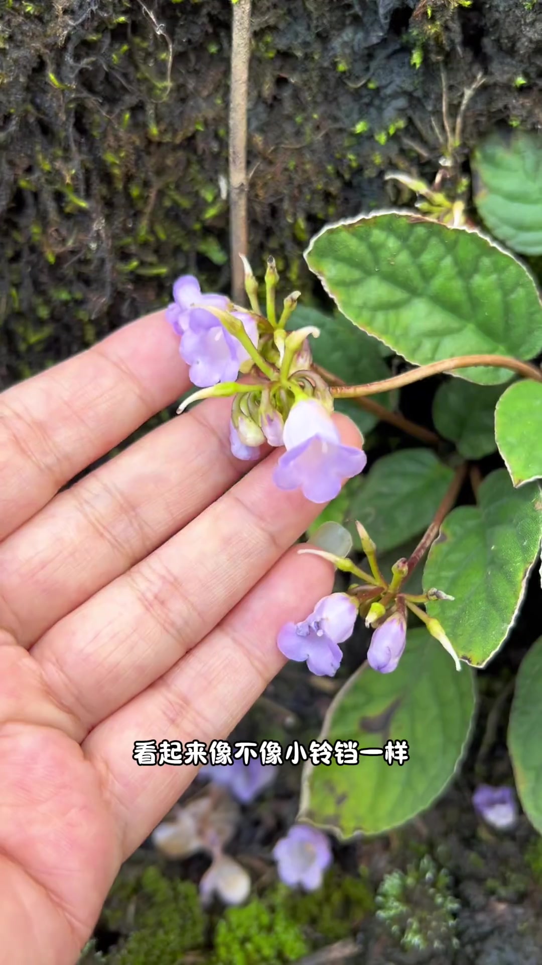 老人说识得软肝草,肝脏少烦恼