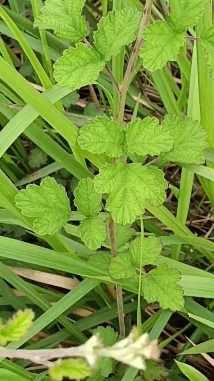 蔷薇科悬钩子属!1.粗叶悬钩子2.茅莓